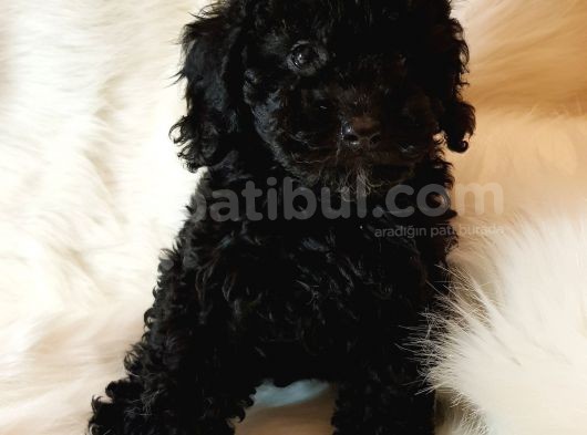 Veteriner Teknikerinden Black Toy Poodle görsel
