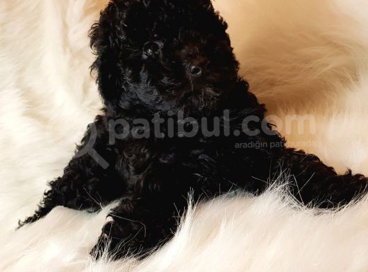 Veteriner Teknikerinden Black Toy Poodle görsel