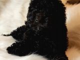 Veteriner Teknikerinden Black Toy Poodle