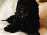 Veteriner Teknikerinden Black Toy Poodle