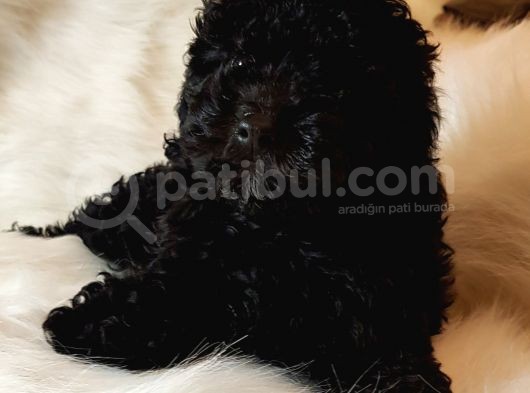 Veteriner Teknikerinden Black Toy Poodle görsel