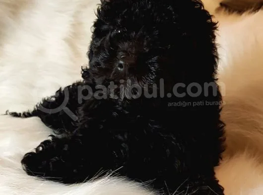 Veteriner Teknikerinden Black Toy Poodle