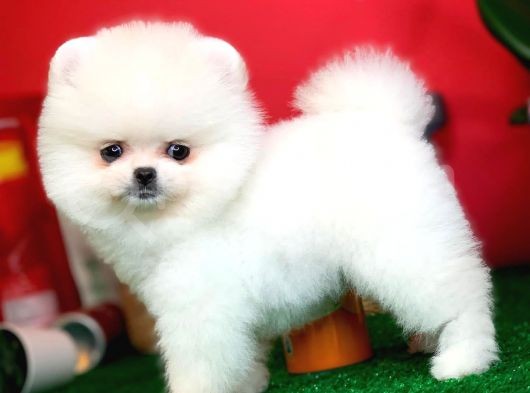 Evinize Neşe Kaynağı Safkan Pomeranian Boo Yavru görsel