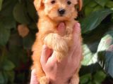 Muhteşem Renk Orjinal Maltipoo Yavrularımız