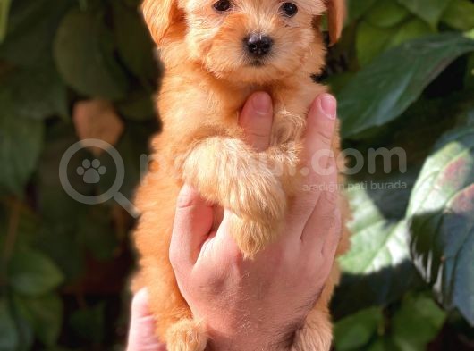 Muhteşem Renk Orjinal Maltipoo Yavrularımız görsel