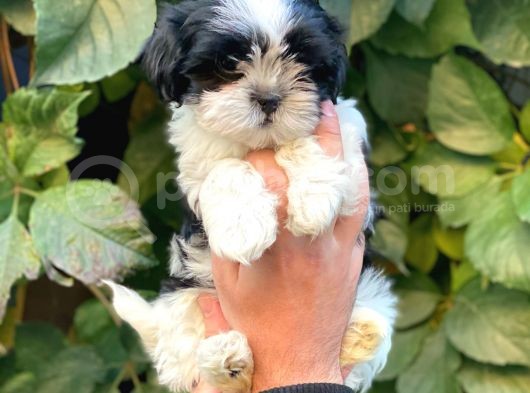 Shihtzu Dişi Yavrumuz görsel