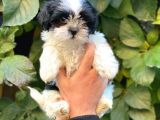 Shihtzu Dişi Yavrumuz
