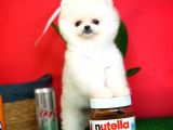 Evinize Neşe Kaynağı Safkan Pomeranian Boo Yavru