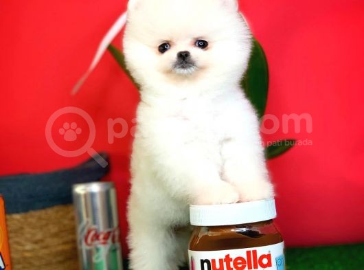 Evinize Neşe Kaynağı Safkan Pomeranian Boo Yavru görsel