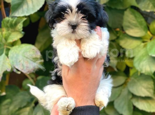 Shihtzu Dişi Yavrumuz görsel