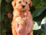 Muhteşem Renk Orjinal Maltipoo Yavrularımız