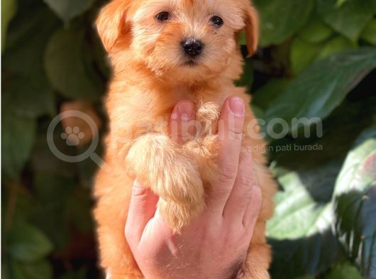 Muhteşem Renk Orjinal Maltipoo Yavrularımız görsel