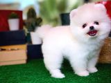 Evinize Neşe Kaynağı Safkan Pomeranian Boo Yavru