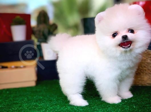 Evinize Neşe Kaynağı Safkan Pomeranian Boo Yavru görsel
