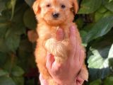 Muhteşem Renk Orjinal Maltipoo Yavrularımız