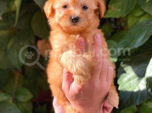 Muhteşem Renk Orjinal Maltipoo Yavrularımız görsel