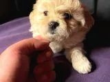 A KALİTE MİNİ BOY MALTİPOO YAVRULAR