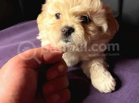 A Kali̇te Mi̇ni̇ Boy Malti̇poo Yavrular