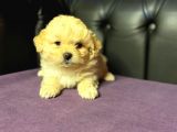 A Kali̇te Mi̇ni̇ Boy Malti̇poo Yavrular