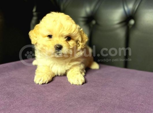 A Kali̇te Mi̇ni̇ Boy Malti̇poo Yavrular görsel