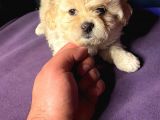 A Kali̇te Mi̇ni̇ Boy Malti̇poo Yavrular