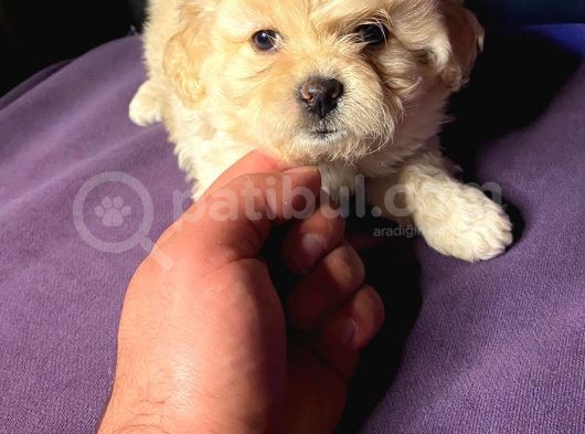 A Kali̇te Mi̇ni̇ Boy Malti̇poo Yavrular görsel