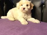 Gerçek 0 Numara Malti̇poo Yavrular