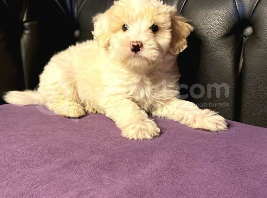 Gerçek 0 Numara Malti̇poo Yavrular görsel
