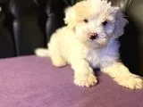 GERÇEK 0 NUMARA MALTİPOO YAVRULAR