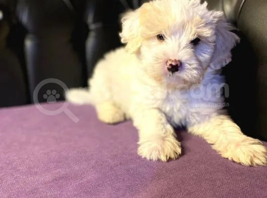 Gerçek 0 Numara Malti̇poo Yavrular