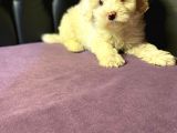 Gerçek 0 Numara Malti̇poo Yavrular