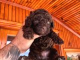 A Kali̇te Çi̇kolata Poodle Yavrular