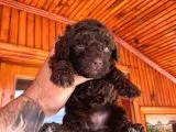 A KALİTE ÇİKOLATA POODLE YAVRULAR