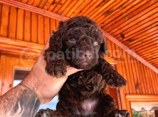 A Kali̇te Çi̇kolata Poodle Yavrular
