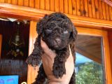 A Kali̇te Çi̇kolata Poodle Yavrular