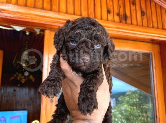 A Kali̇te Çi̇kolata Poodle Yavrular görsel