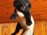 A Kali̇te Çi̇kolata Poodle Yavrular