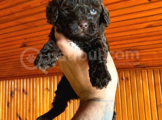 A Kali̇te Çi̇kolata Poodle Yavrular görsel
