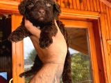 A Kali̇te Çi̇kolata Poodle Yavrular