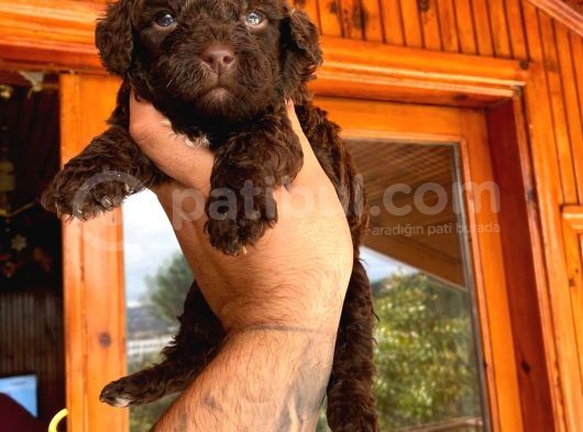 A Kali̇te Çi̇kolata Poodle Yavrular görsel