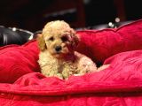 Orji̇nal Toy Poodle Yavrulari̇