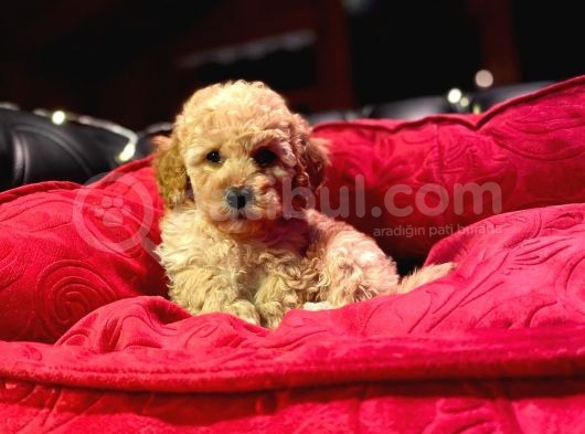 Orji̇nal Toy Poodle Yavrulari̇ görsel