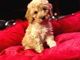 Orji̇nal Toy Poodle Yavrulari̇