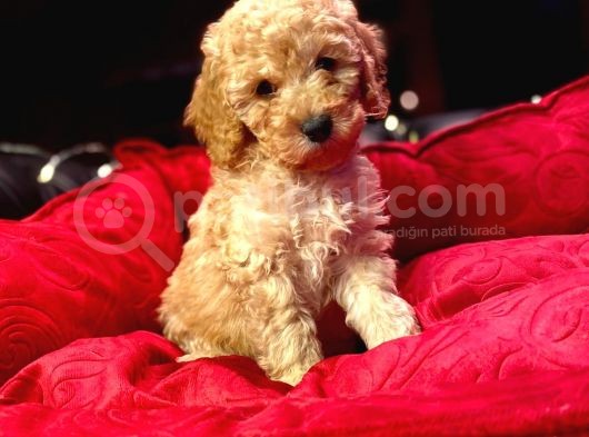 Orji̇nal Toy Poodle Yavrulari̇ görsel