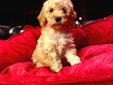Orji̇nal Toy Poodle Yavrulari̇
