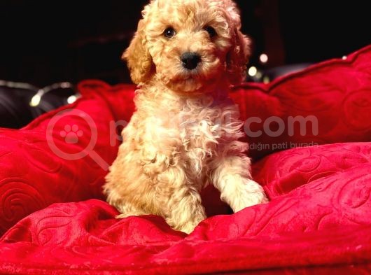 Orji̇nal Toy Poodle Yavrulari̇ görsel