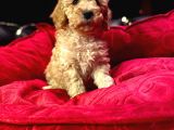 Orji̇nal Toy Poodle Yavrulari̇