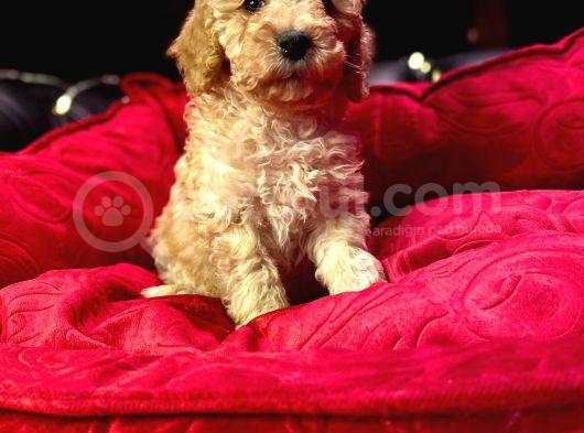 Orji̇nal Toy Poodle Yavrulari̇ görsel