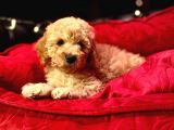 Orji̇nal Toy Poodle Yavrulari̇