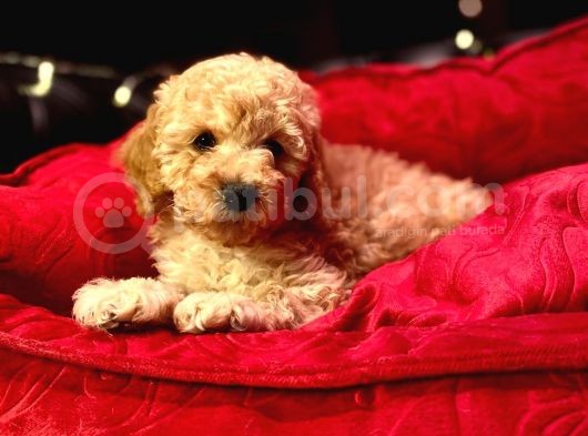 Orji̇nal Toy Poodle Yavrulari̇ görsel